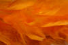 feather boa - feather trimming - extra thick - light orange