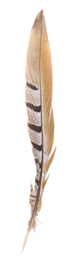 medium venery reeve tail feathers