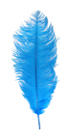 ostrich feathers medium