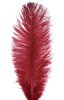 ostrich feathers burgandy