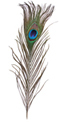 peacock feathers