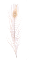 peacock feathers - dyed partly white - cream