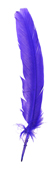 dark purple turkey feather